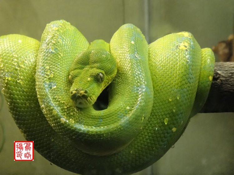 请问五颜六色是何肖？