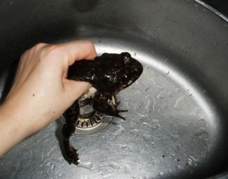 石鳞怎么炖才有营养