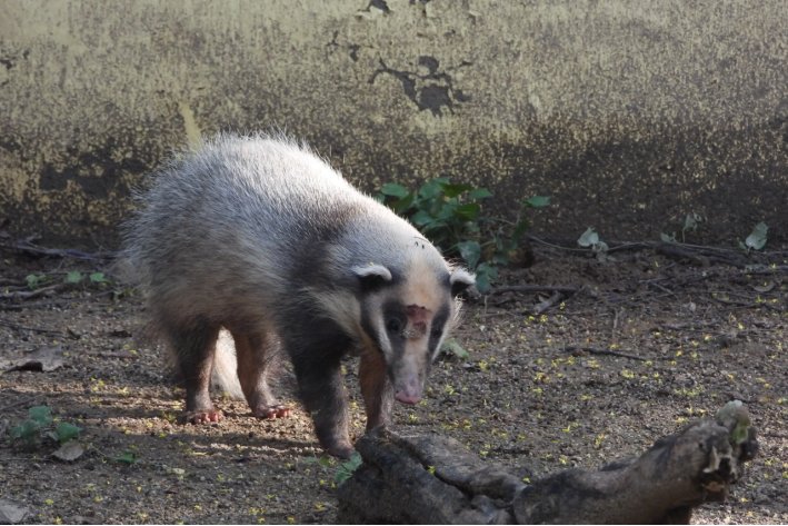 獾猪是什么动物？