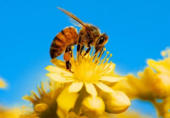 蜜蜂的特点和生活特征