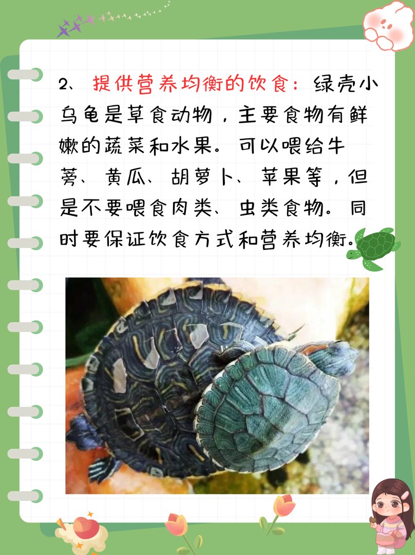 绿壳小乌龟怎么养