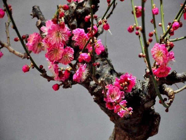 梅花的品质和精神