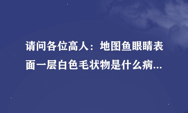 请问各位高人：地图鱼眼睛表面一层白色毛状物是什么病？如何治疗？