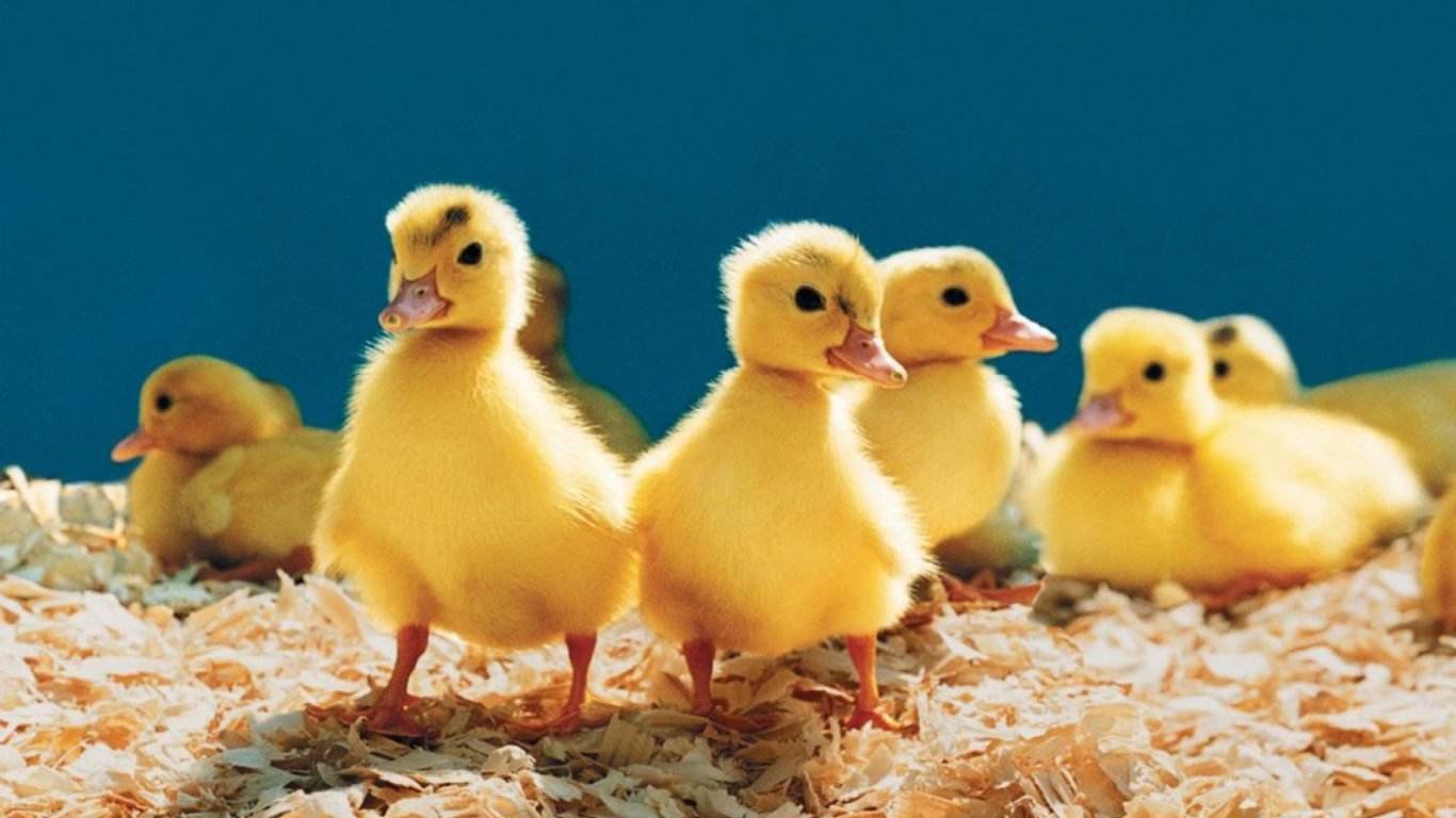 歇后语，赶鸭子上架，后面是接什么