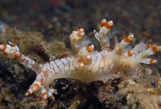 雌雄同体的动物有哪些