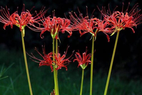 彼岸花为什么不能养