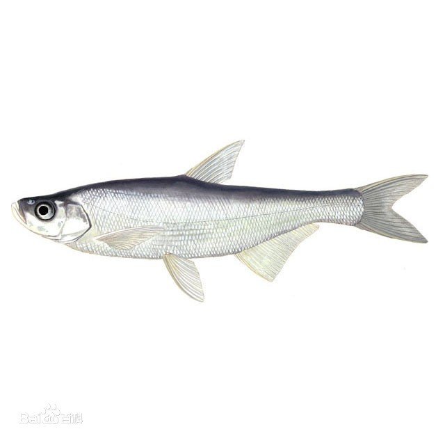 翘嘴鱼和翘嘴鲌的区别是什么？