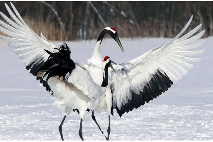 鹤的拼音怎么写