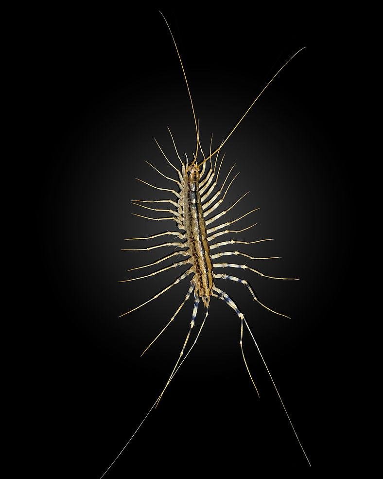 草鞋底（一种虫子）的学名是什么？有什么生活习性？可以入药吗？