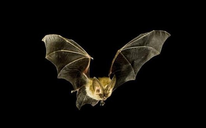 蝙蝠吃什么?