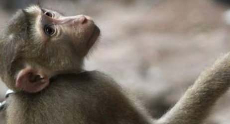 在哪能买到宠物猴？