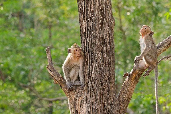 小猴子尾巴的作用是什么