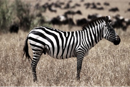 哺乳动物有哪些