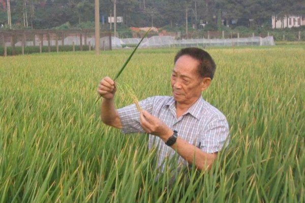 袁隆平生前有两个粮食梦想，他的这两个梦想实现了吗？