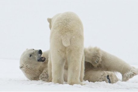 哺乳动物有哪些