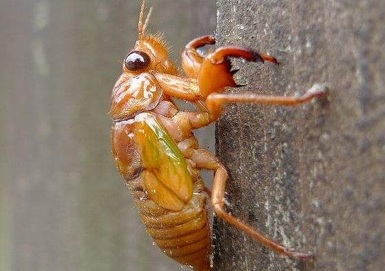 “知了猴”与“知了”有何区别？