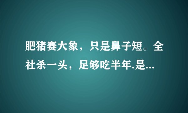 肥猪赛大象，只是鼻子短。全社杀一头，足够吃半年.是什么意思