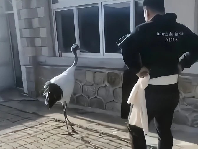 辽宁一老人去世，仙鹤到灵堂相送，为什么仙鹤会带来人类的生活区？