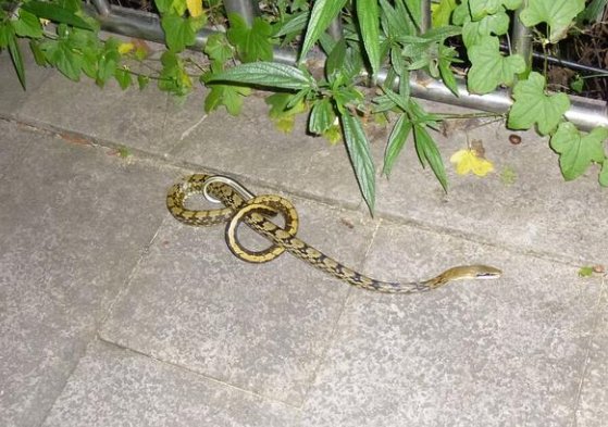 农村常见的菜花蛇，真的会吞下五步蛇吗？