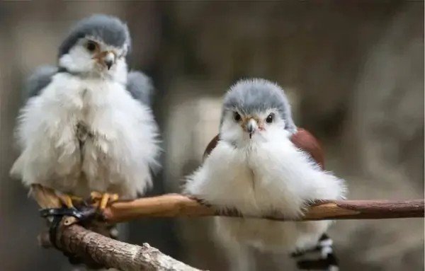 毛茸茸毛绒绒的区别