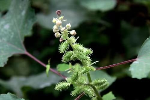 苍耳的拼音怎么写