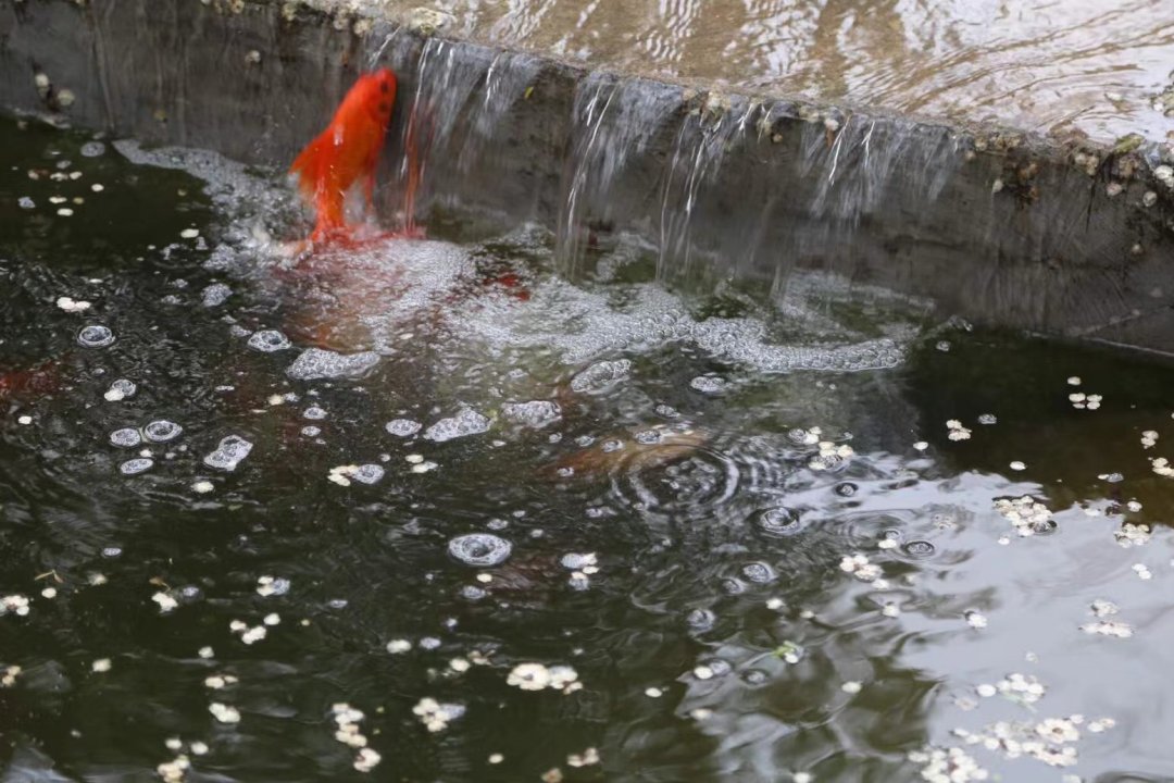 小鲤鱼跳龙门的故事起因、经过、结果是什么？