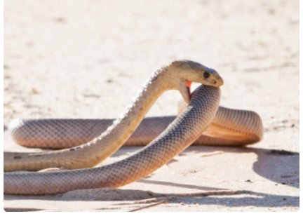 蛇是一种两栖动物吗？