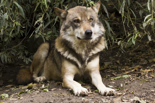 十大最凶猛的狼排名