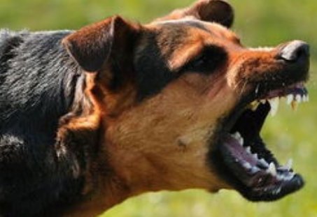 男童被恶狗咬死父亲接受55万和解，如何规范市民饲养宠物？