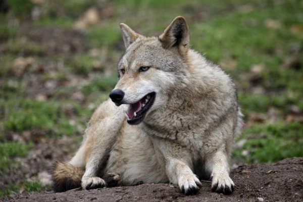 十大最凶猛的狼排名