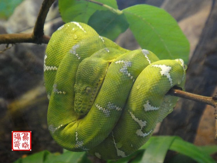 请问五颜六色是何肖？