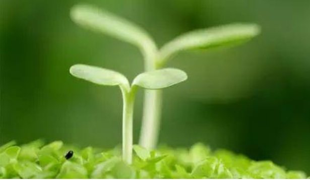 有一句谚语，叫什么春发，秋收冬藏