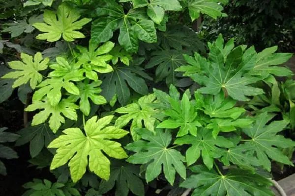 botany是什么意思