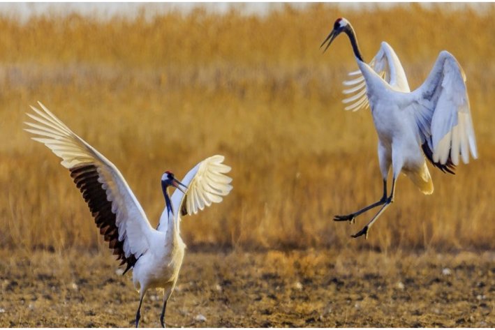 鹤的拼音怎么写