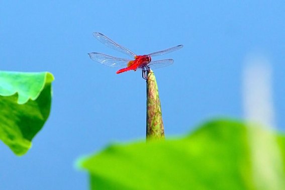 立正的立的笔顺