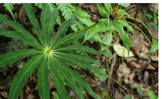 夏枯即为九叶重楼是什么意思?