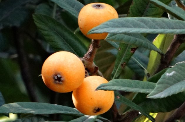 批把的拼音怎么拼写