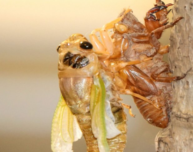 树上叫的虫儿有哪些？