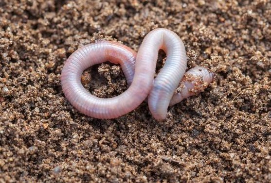 雌雄同体的动物有哪些