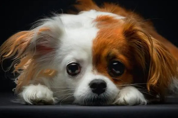 羊如虎口打一生肖代表什么生肖,精选解释落实 - 国际农业 - 英杰..