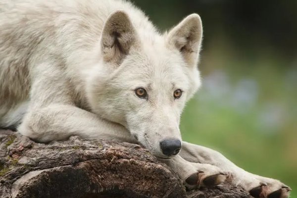 十大最凶猛的狼排名