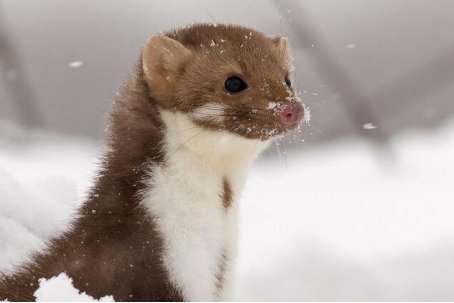 哺乳动物有哪些