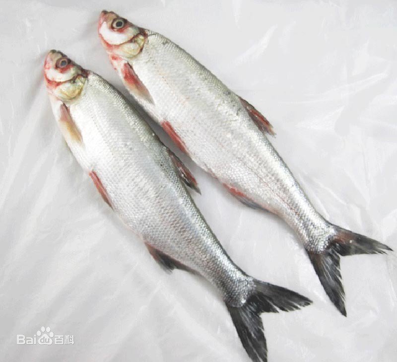 翘嘴鱼和翘嘴鲌的区别是什么？