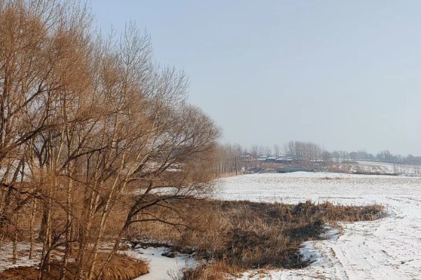 年年岁岁的优美句子