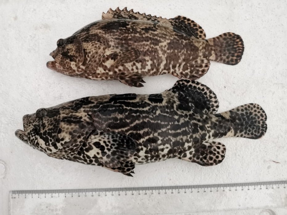 30种最常吃的深海鱼