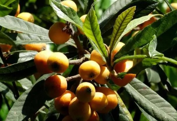 批把的拼音怎么拼写