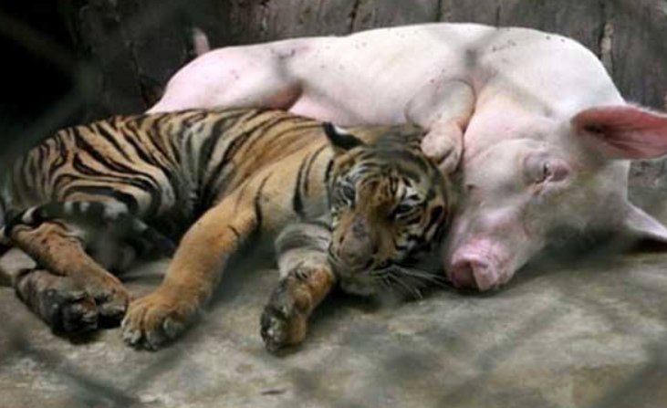 扮猪吃老虎的意思是什么