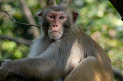 在哪能买到宠物猴？