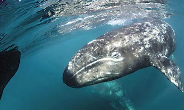 鲸鱼那么大，是怎么被捕的？又是如何被运到海洋馆的？