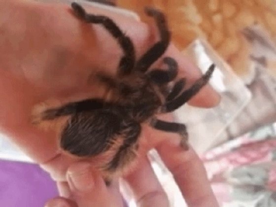 你们觉得蛇和蜘蛛哪个更可怕